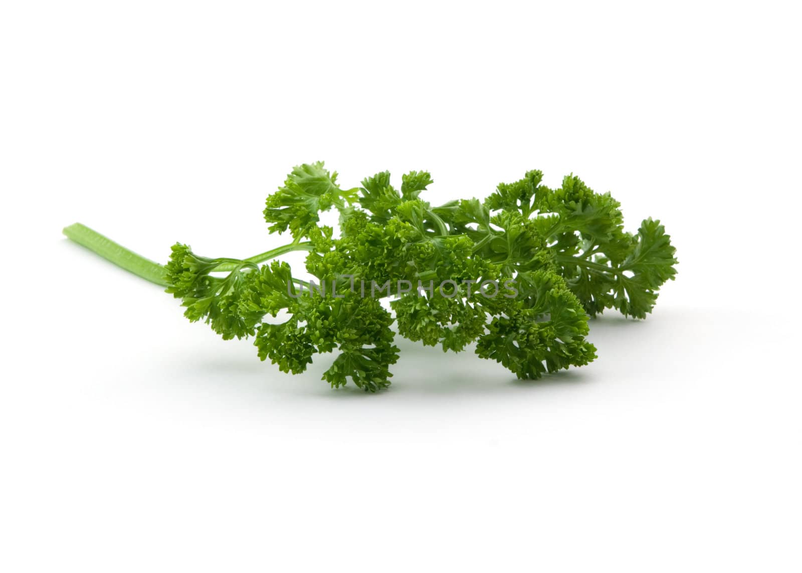 sprig of fresh parsley on a white background