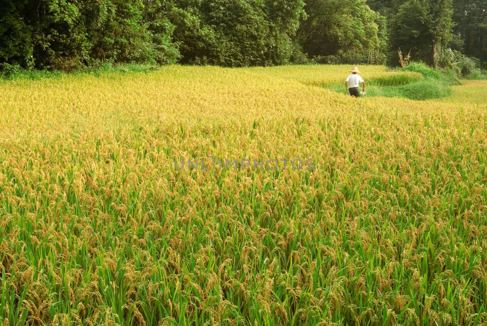 Here are ripe rice with beautiful yellow color.