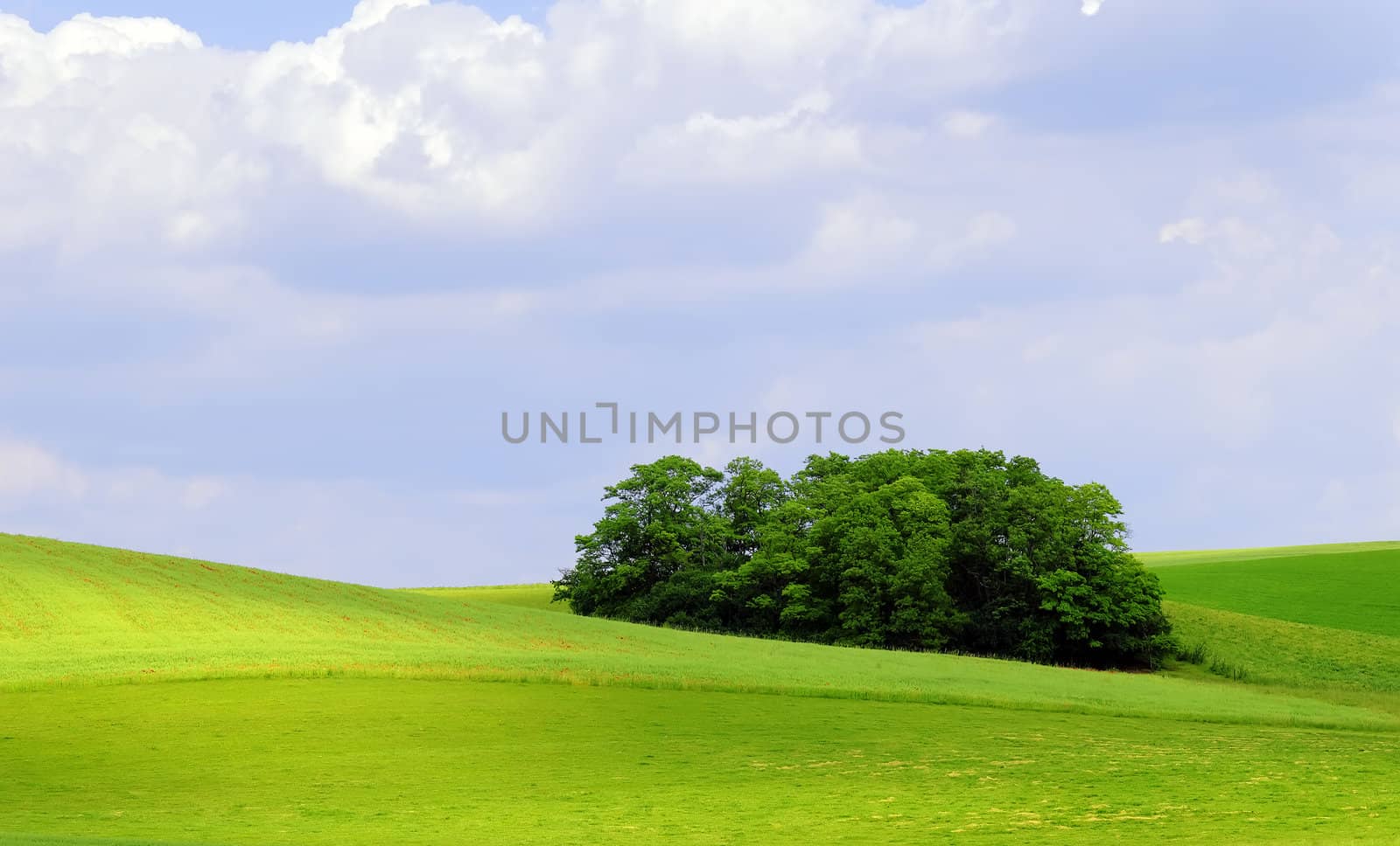 a little wood surrounded by green fields