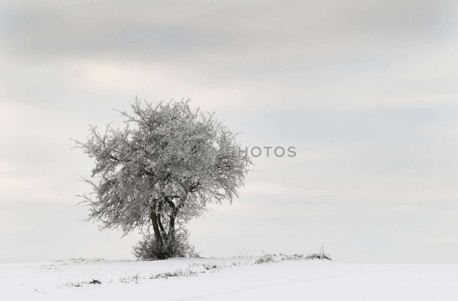 an isolated tree in a snowy countryside