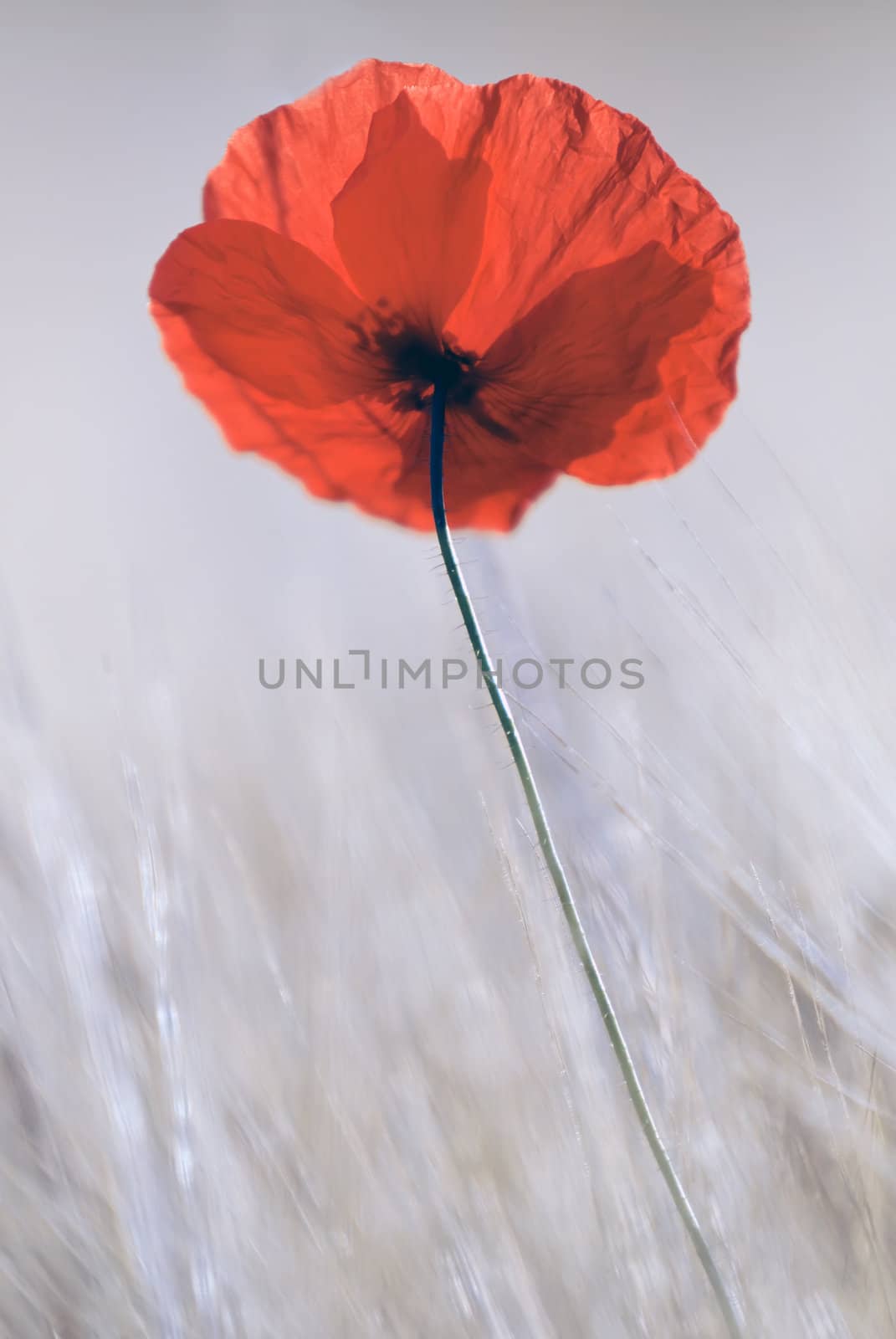  an isolated red poppy