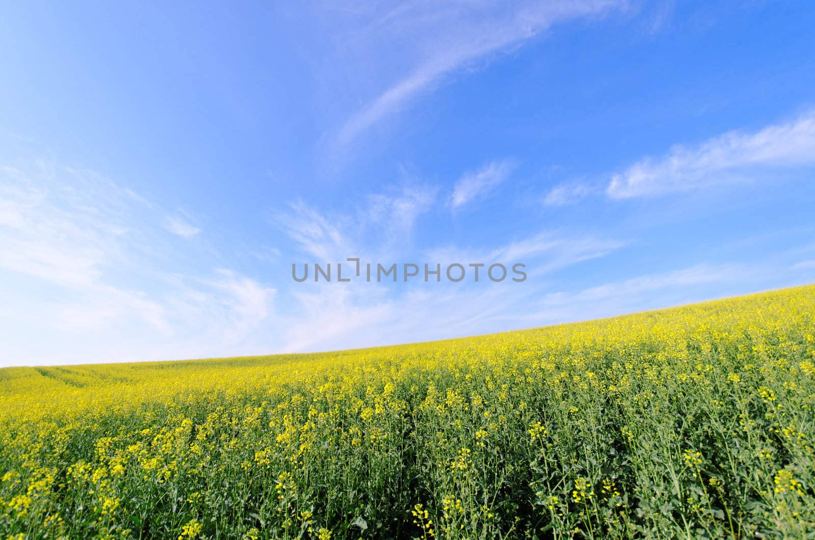 yelow rapeseed and blue sky
