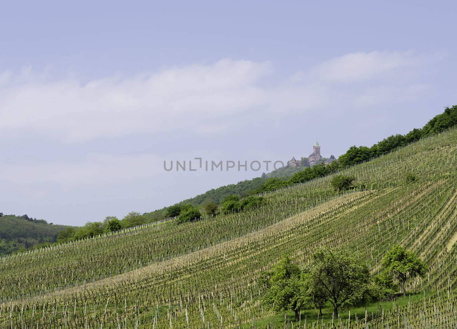 landscape of the Alsace region in France