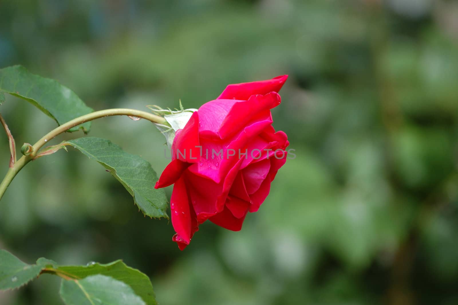 red rose closeup at botanic garden