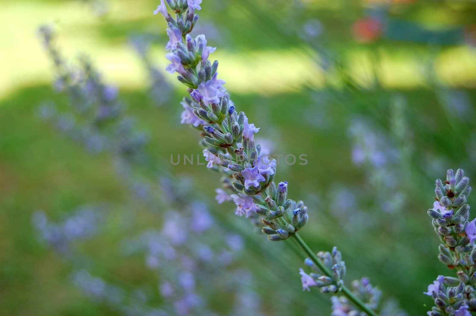 lavender flower closeup in soft focus