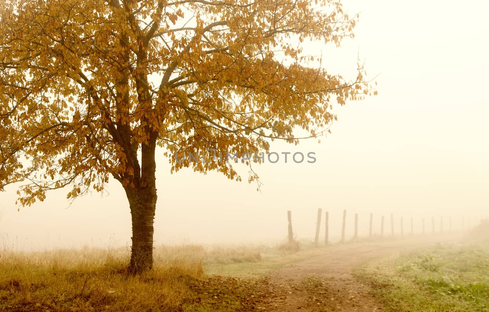 autumnal landscape by gufoto
