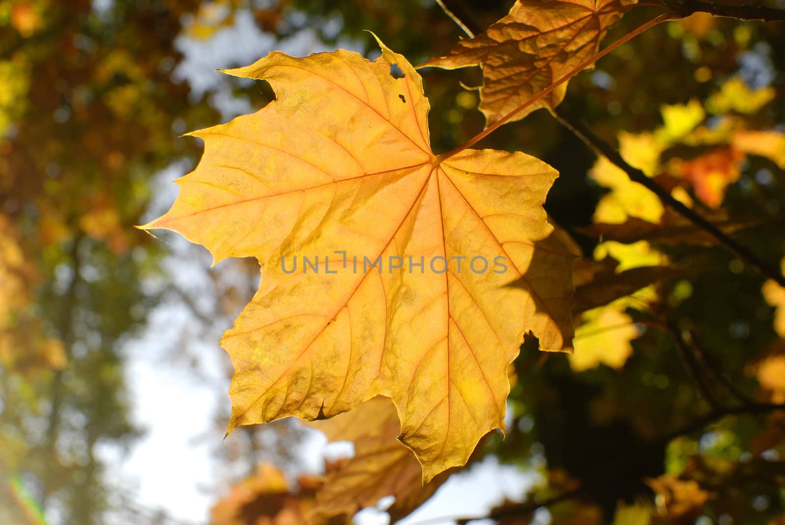 leaf by gufoto