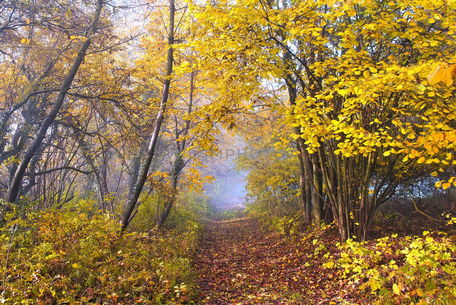 a forest lane in the fall season