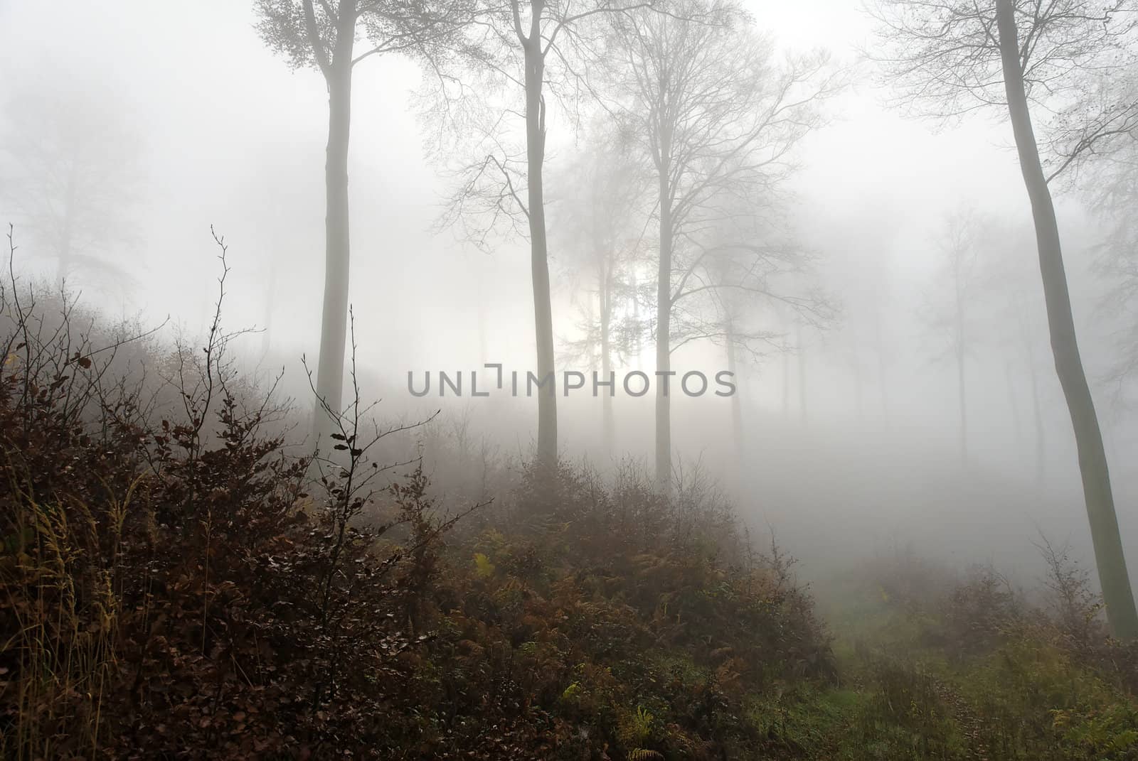 hazy atmosphere in the forest