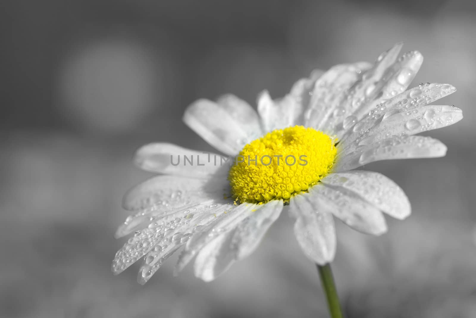 daisy by gufoto