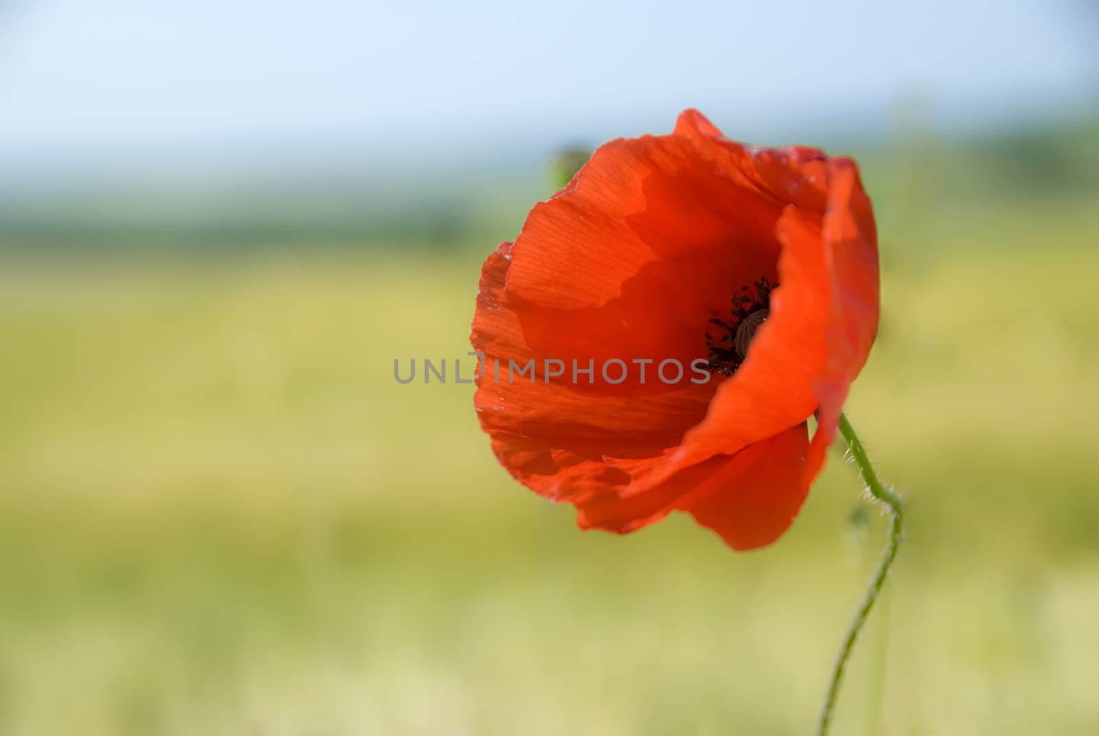 an isolated poppy