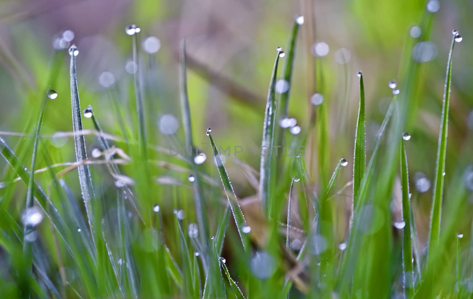 dew by gufoto