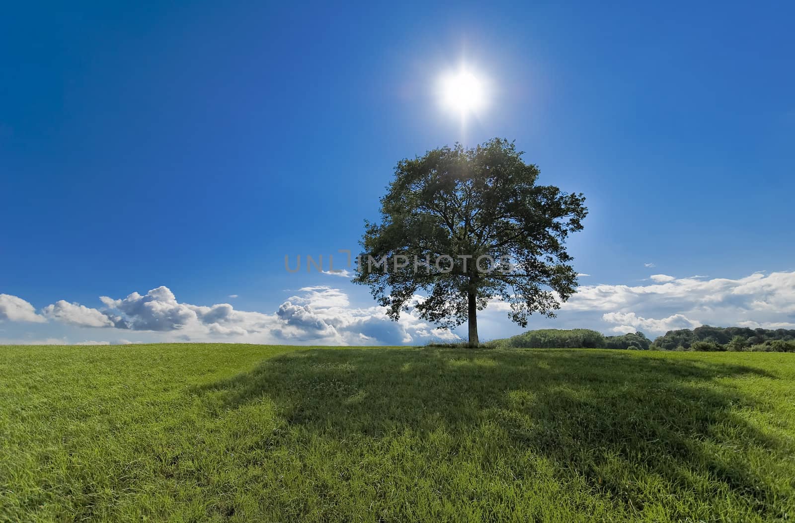 a tree in a green meadow