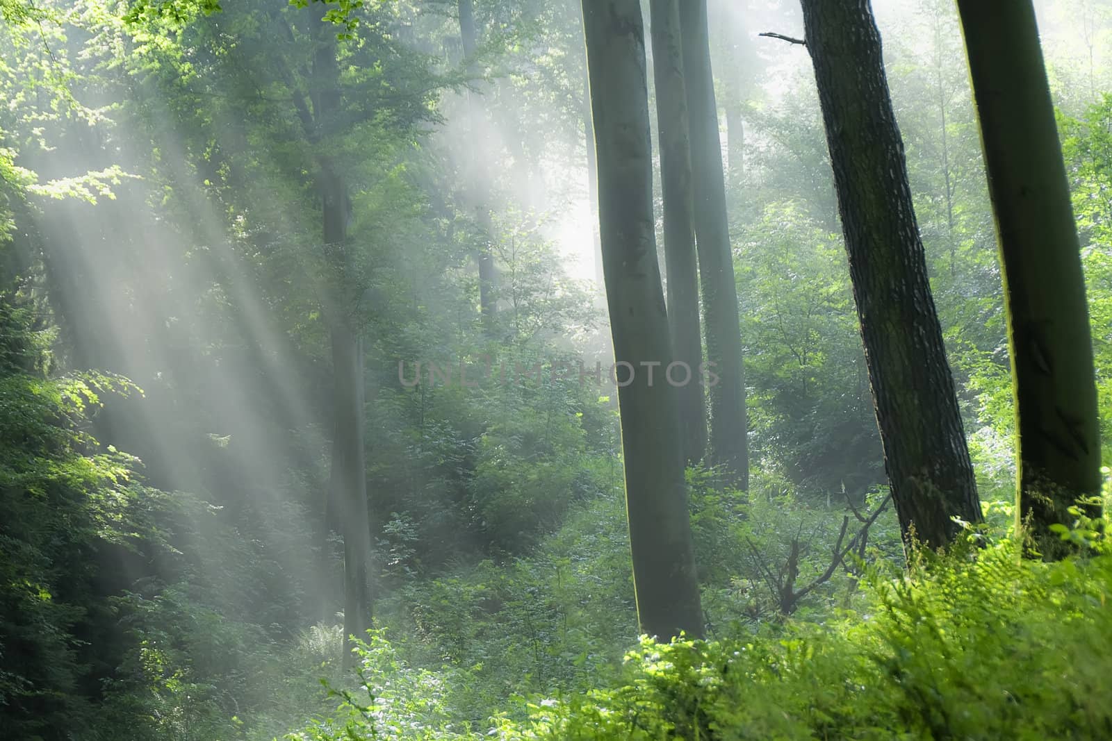 sunbeams in the forest