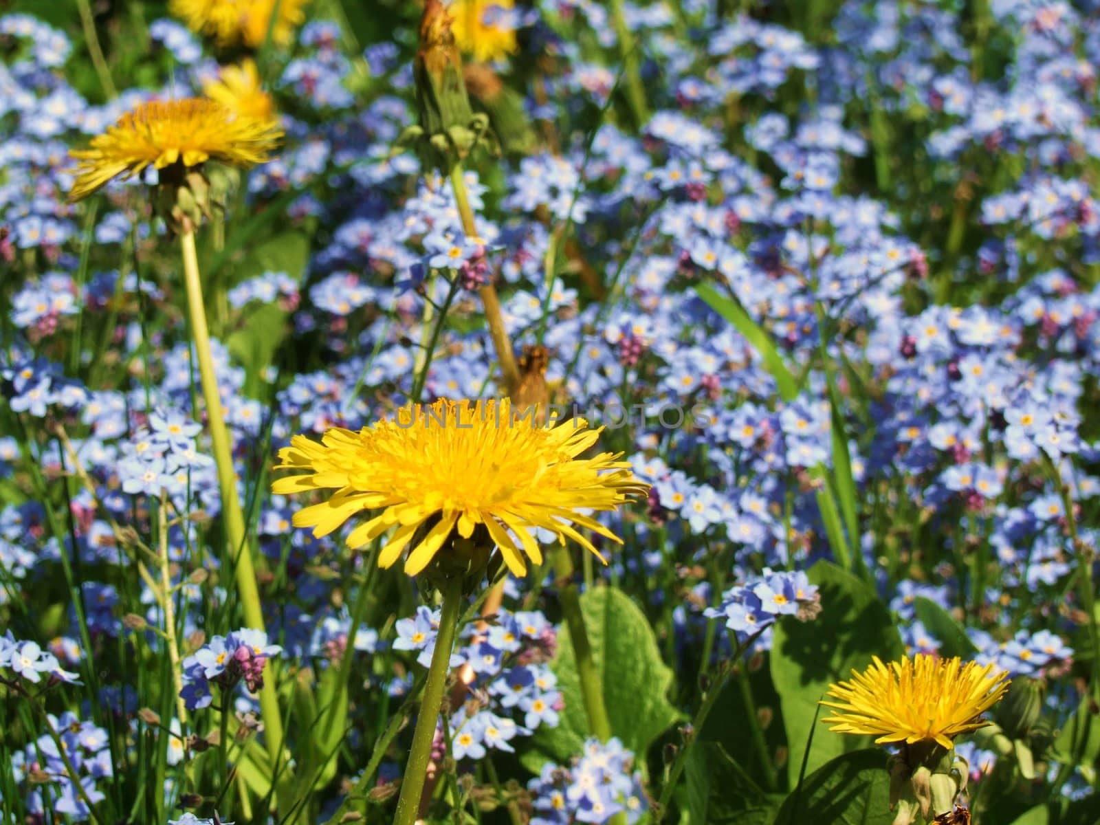 Yellow Dandelions and Small Blue Flowers