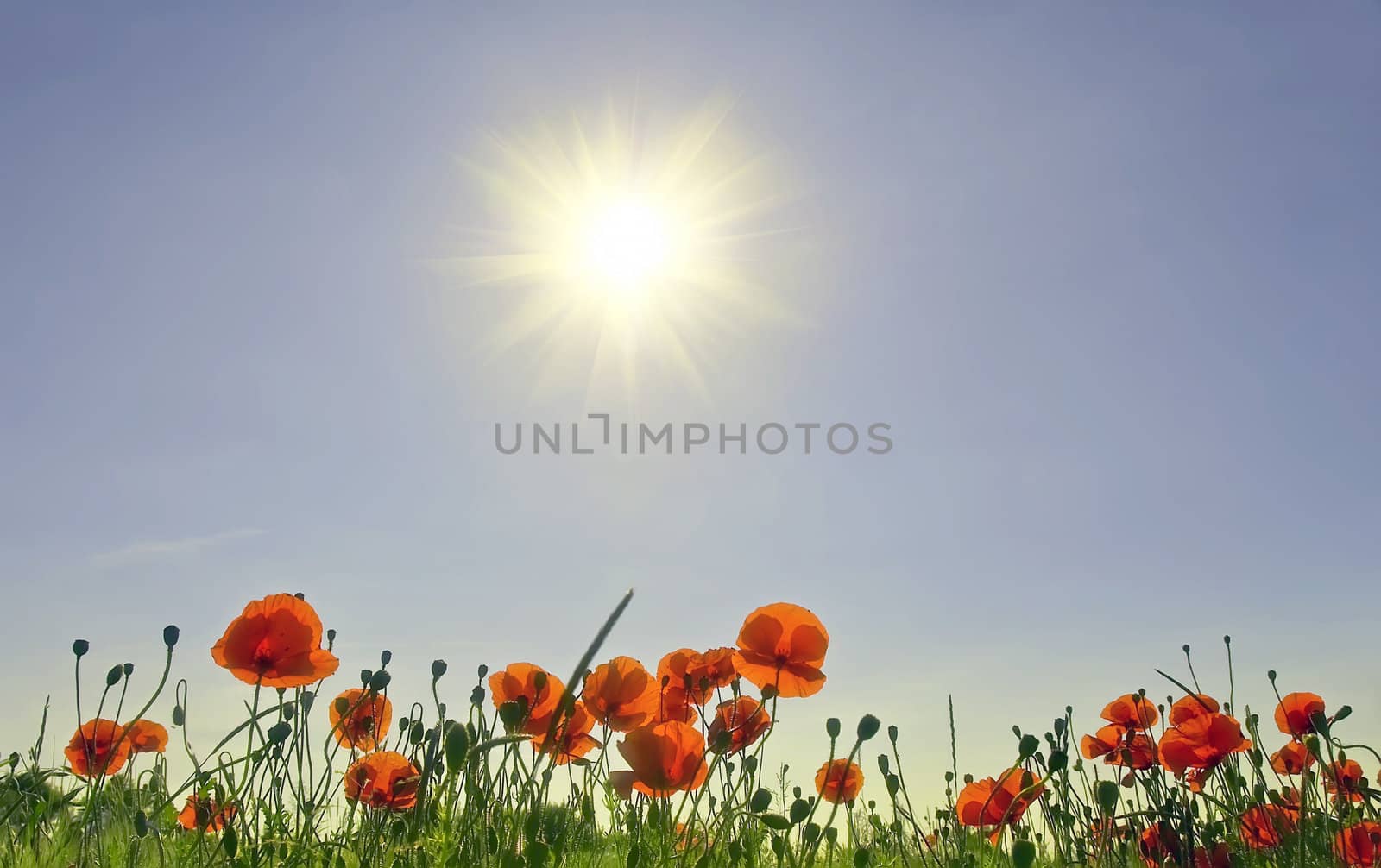 poppies on blue sky