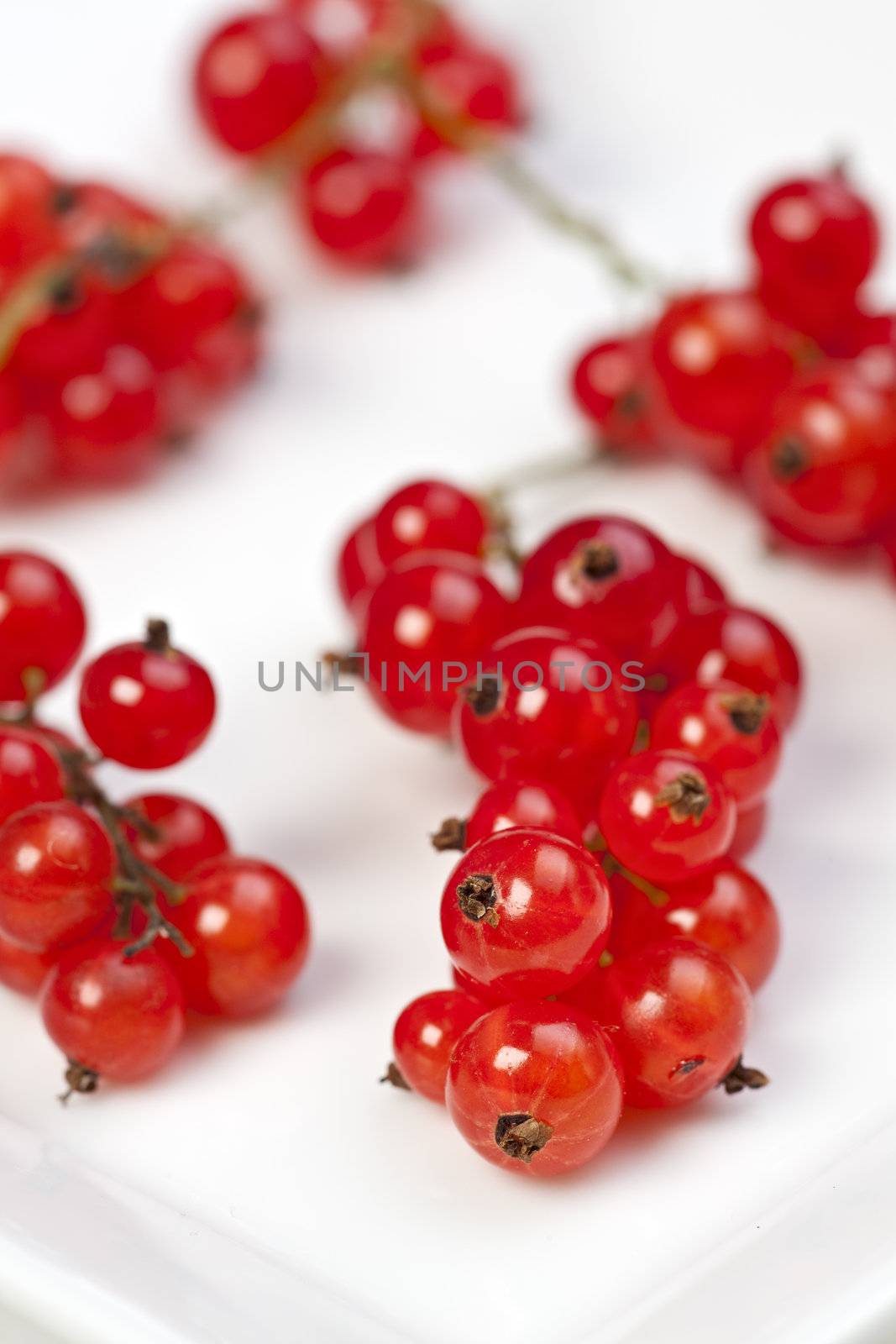red currant on white background