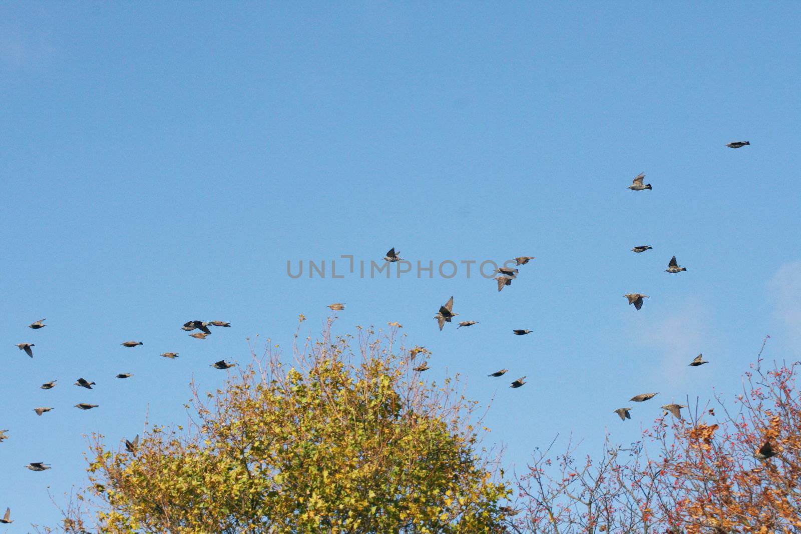 ein Zugvogelschwarm bei der futtersuche,vor dem Flug in den Süden
a migratory flock in search of food before the flight to the South