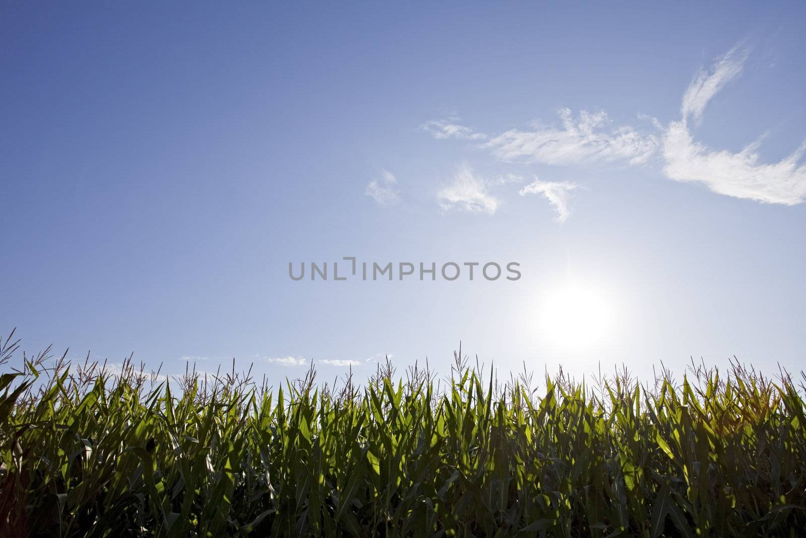 corn field on a sunny day by bernjuer