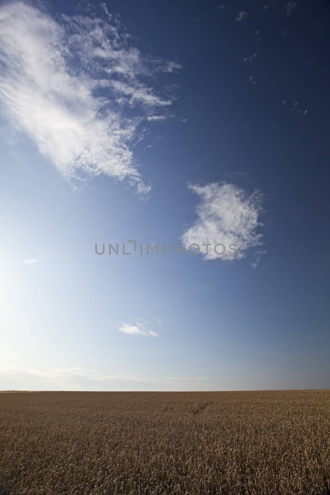 wheat field on a sunny day by bernjuer