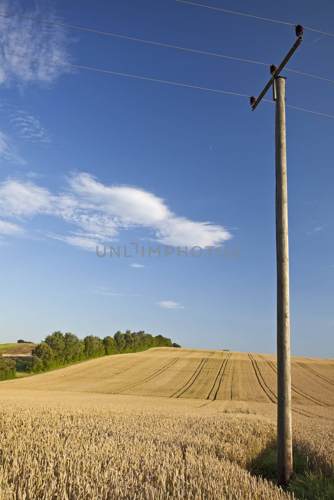 wheat field on a sunny day