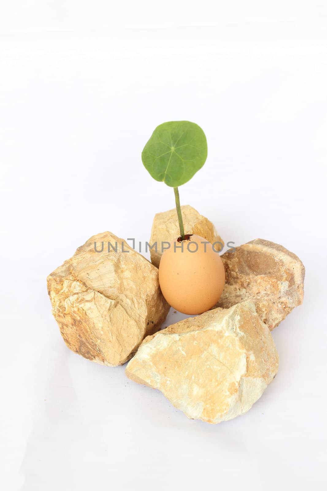 Plant in egg surround with rocks on white background