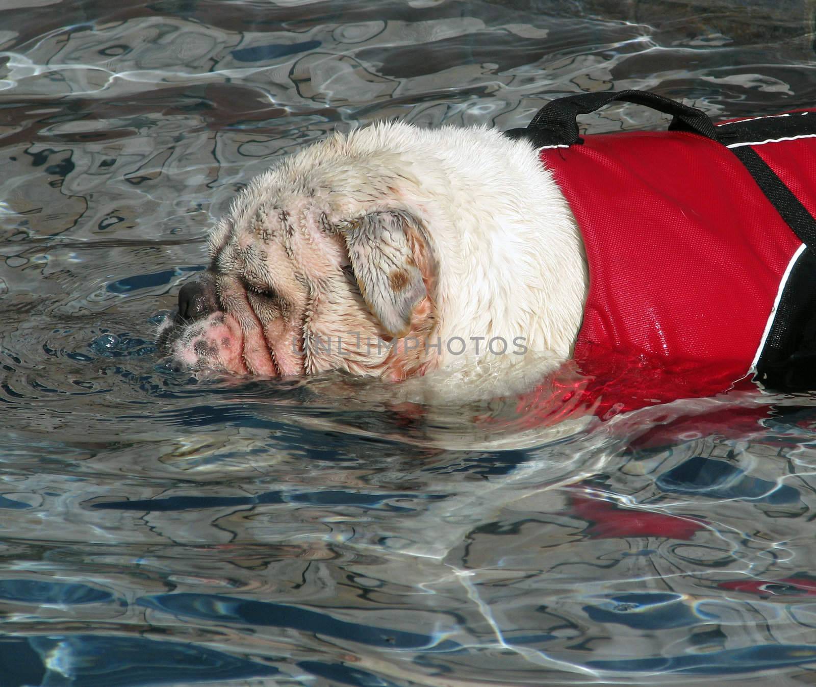 English Bulldog Swimming with Lifevest by bellafotosolo
