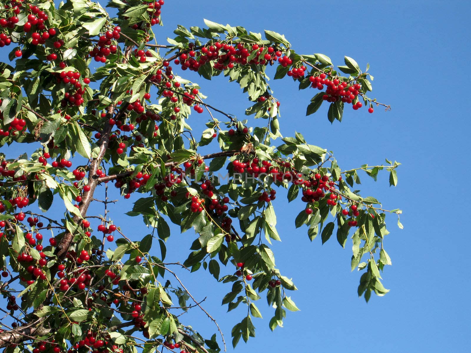Red cherries on a tree with blue sky as a background