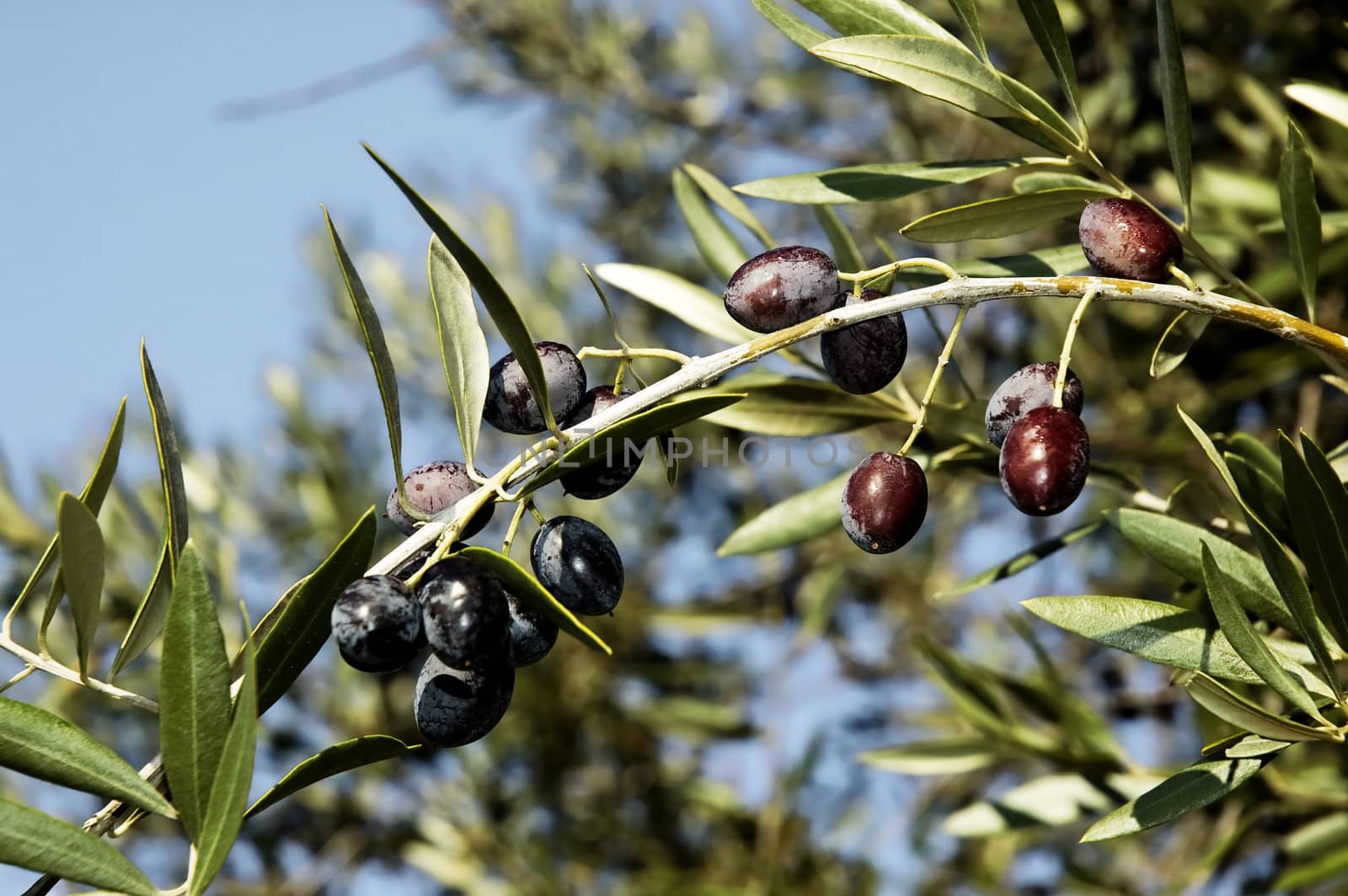 Bunch of black olives