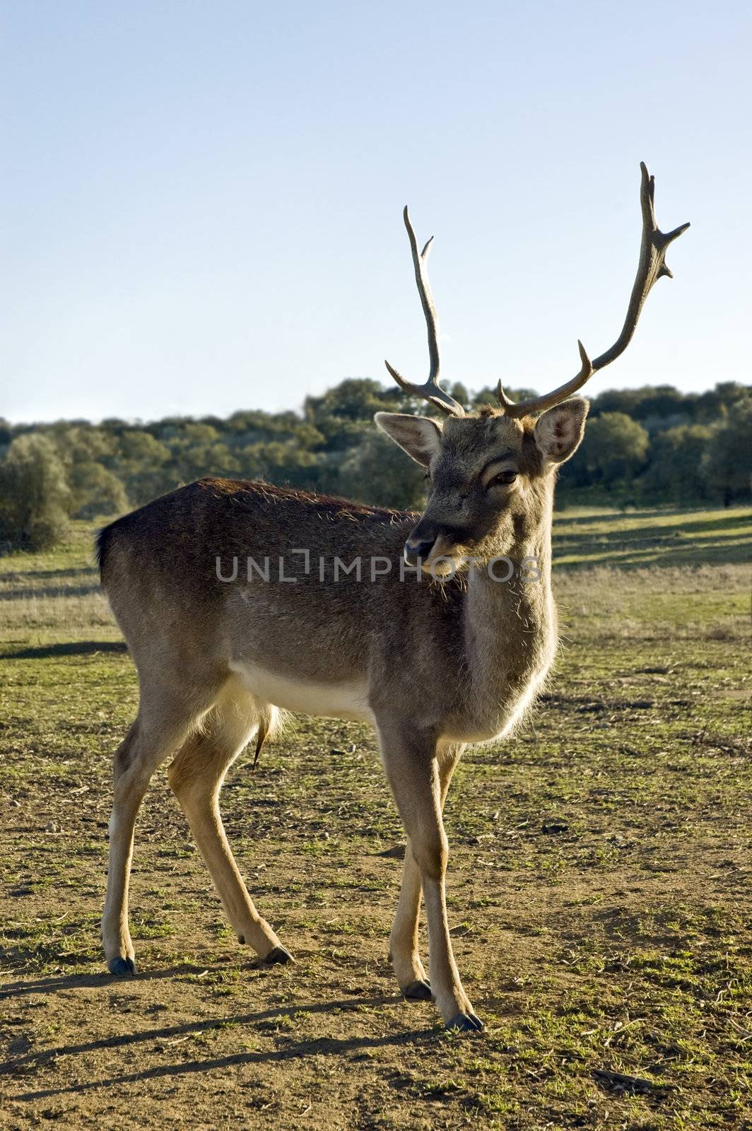 Red Deer (Cervus elaphus) by mrfotos