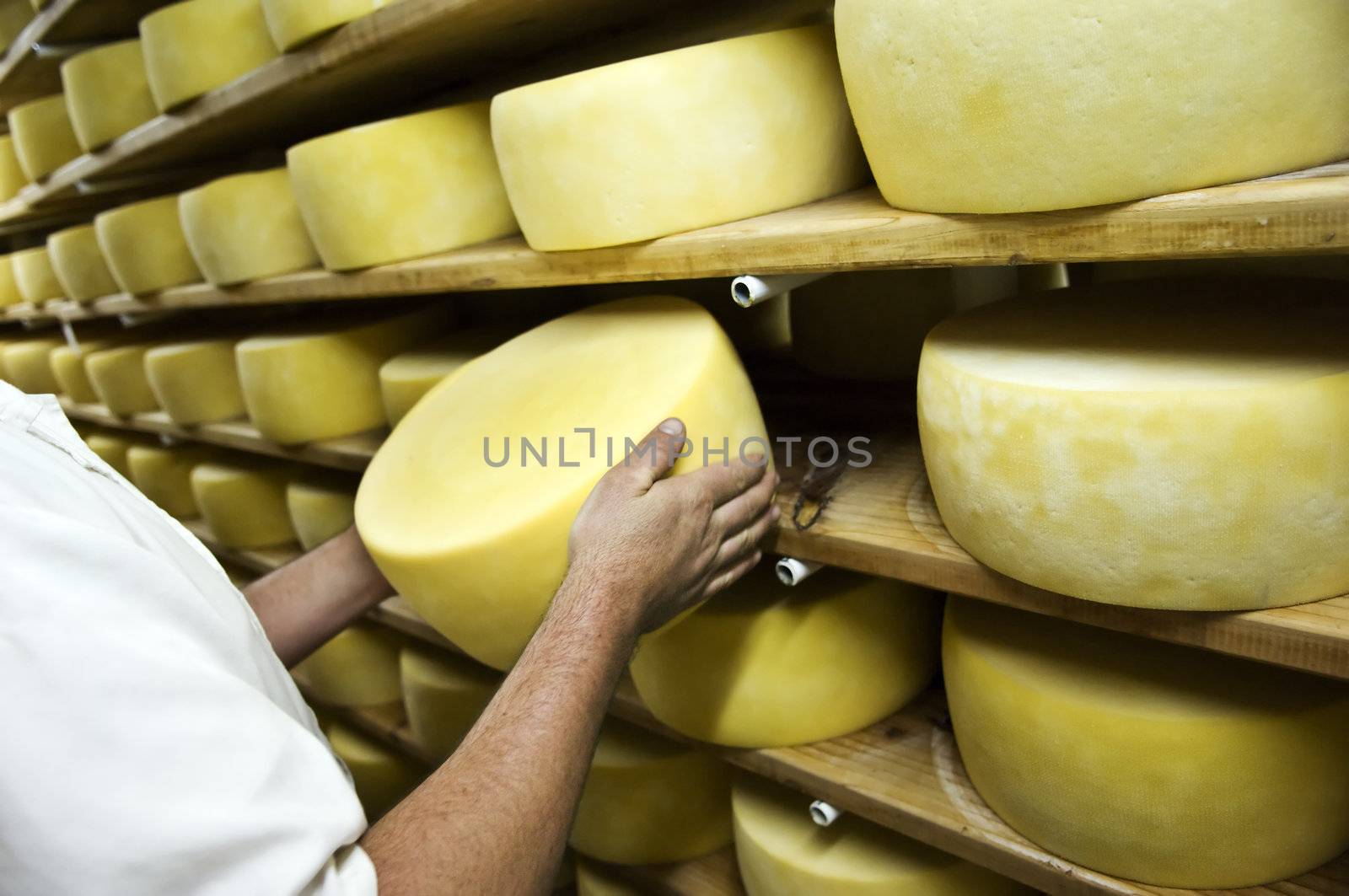 Man inspecting cheese drying in a dairy, Pico Island, Azores, Portugal