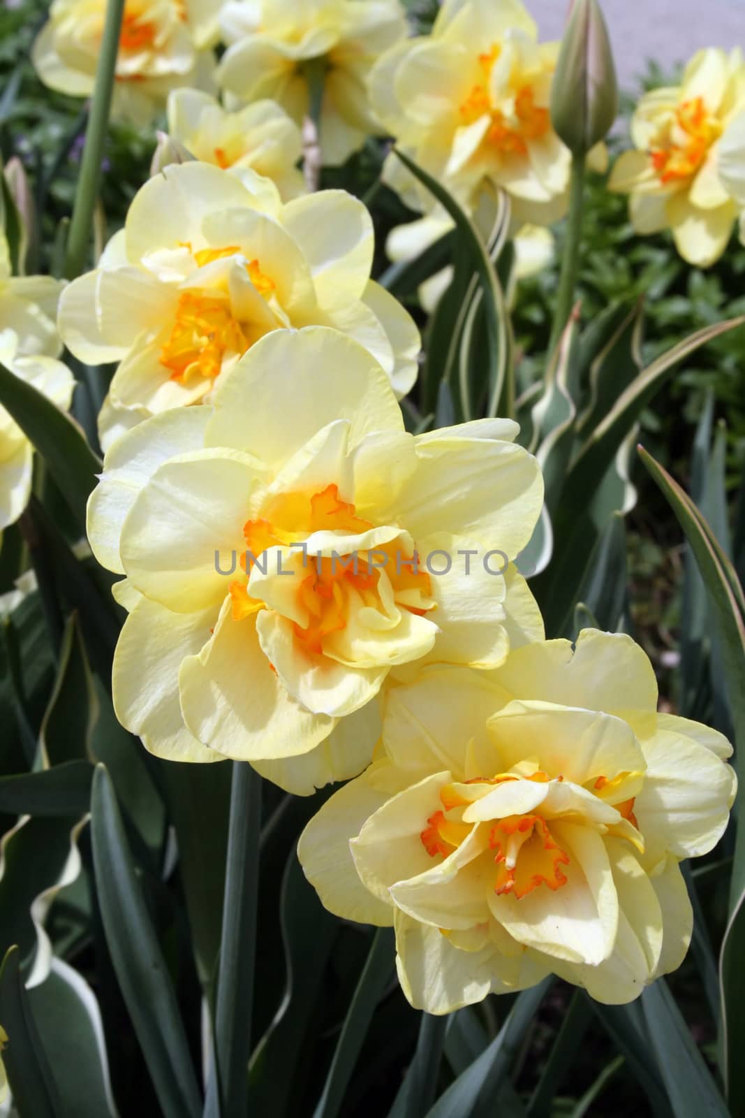 colorful yellow daffodils blooming in Spring