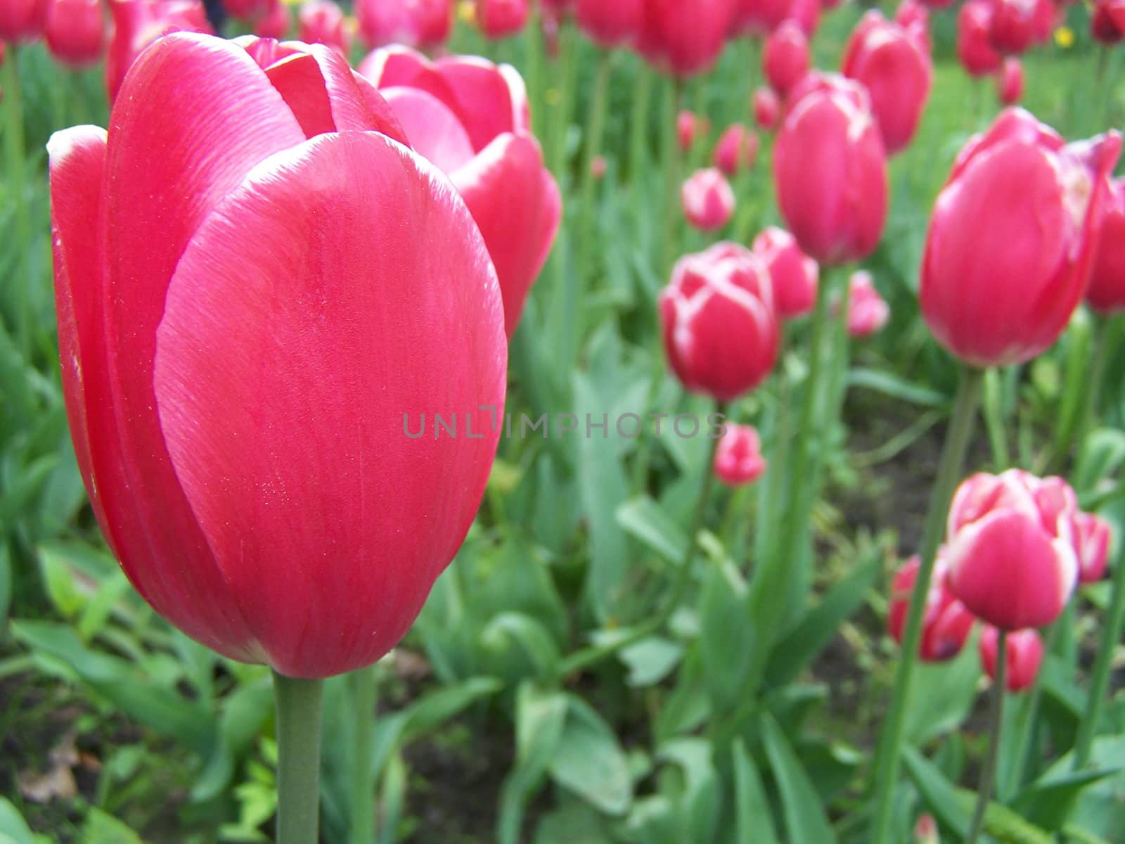 Close up of tender red tulip.