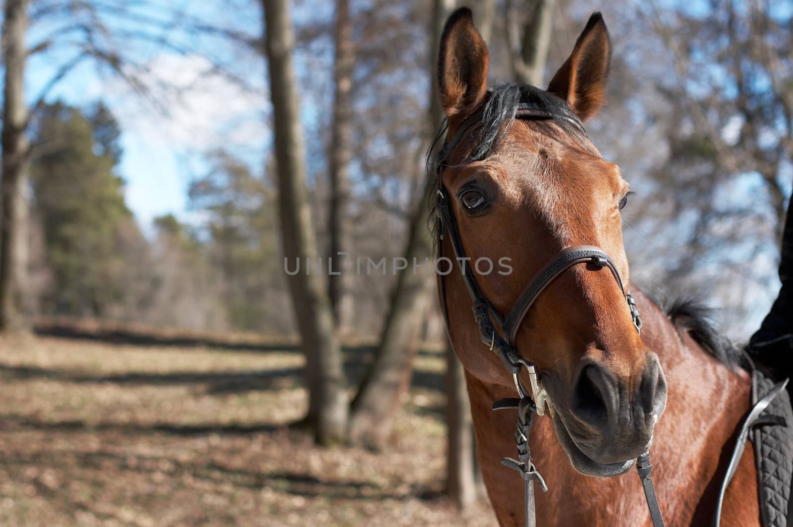 Beautiful race horse in a spring wood