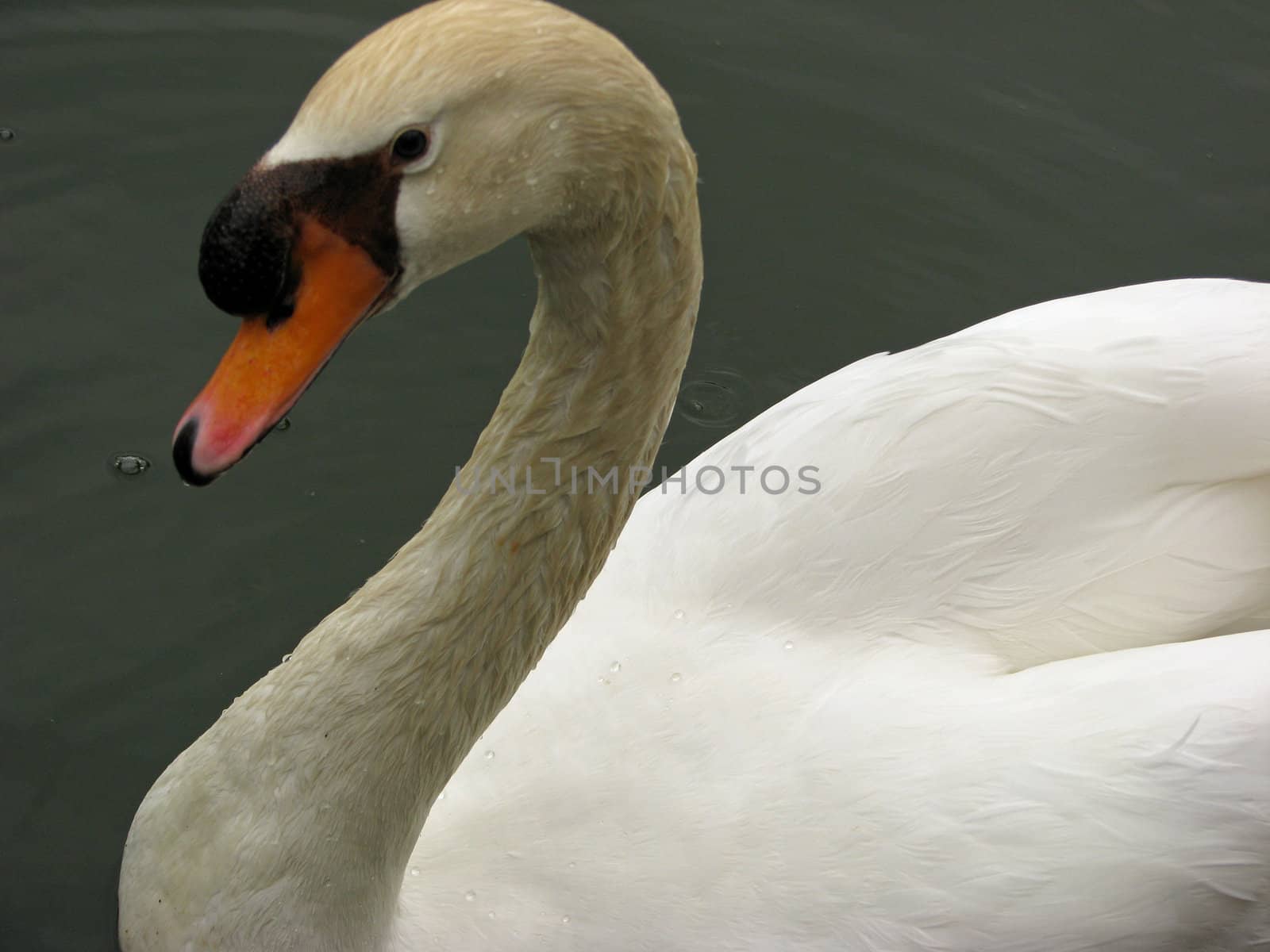 Swan on a Lake by bellafotosolo