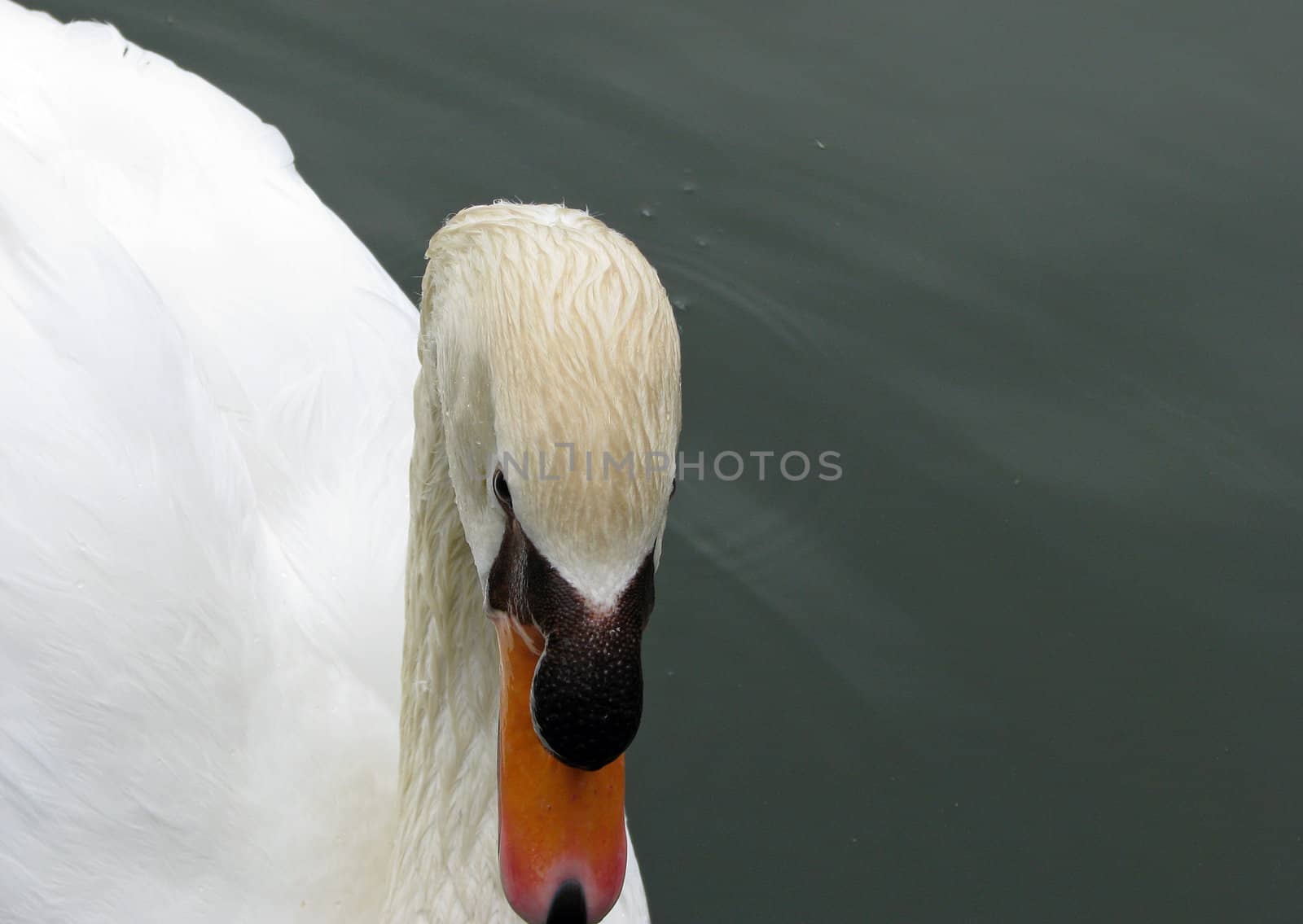 Swan on a Lake by bellafotosolo