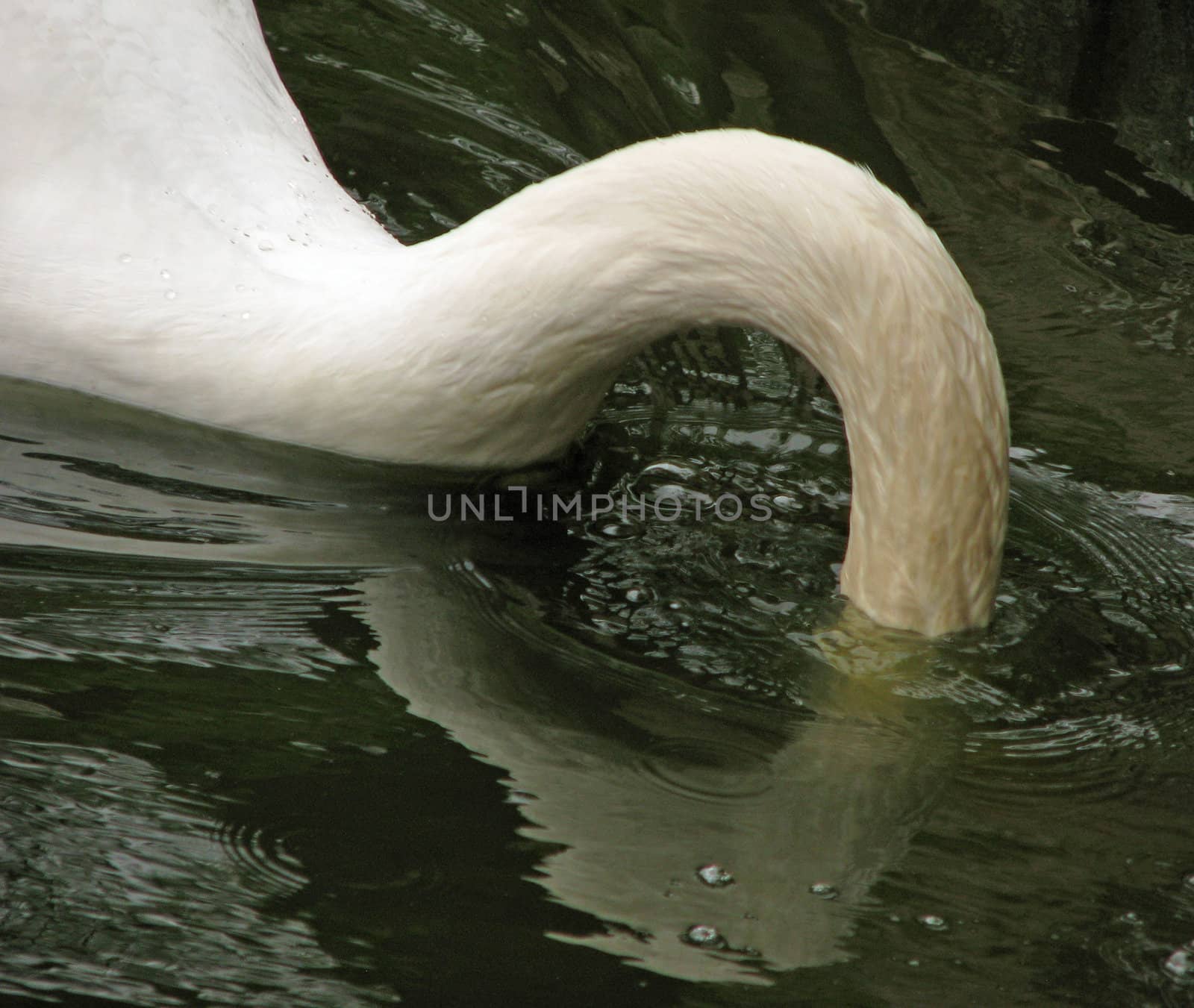 A swan diving for food on a small lake.