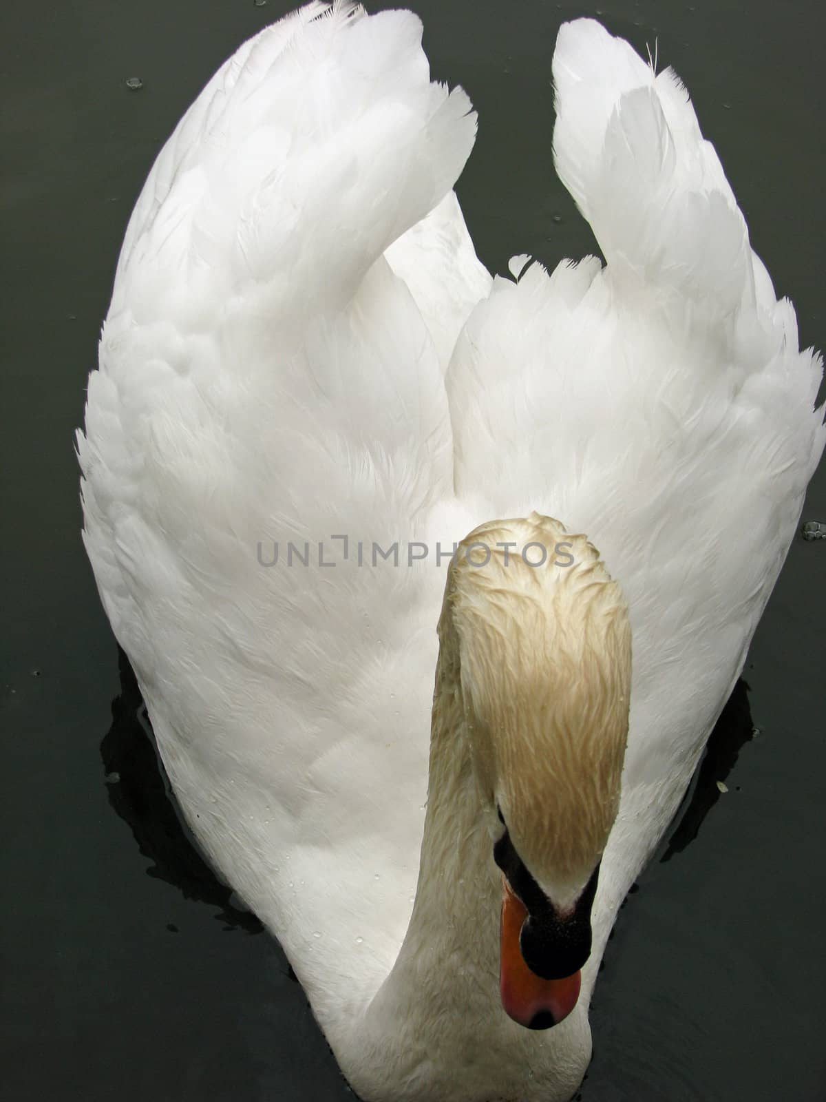 View of a swan on a small lake from above.