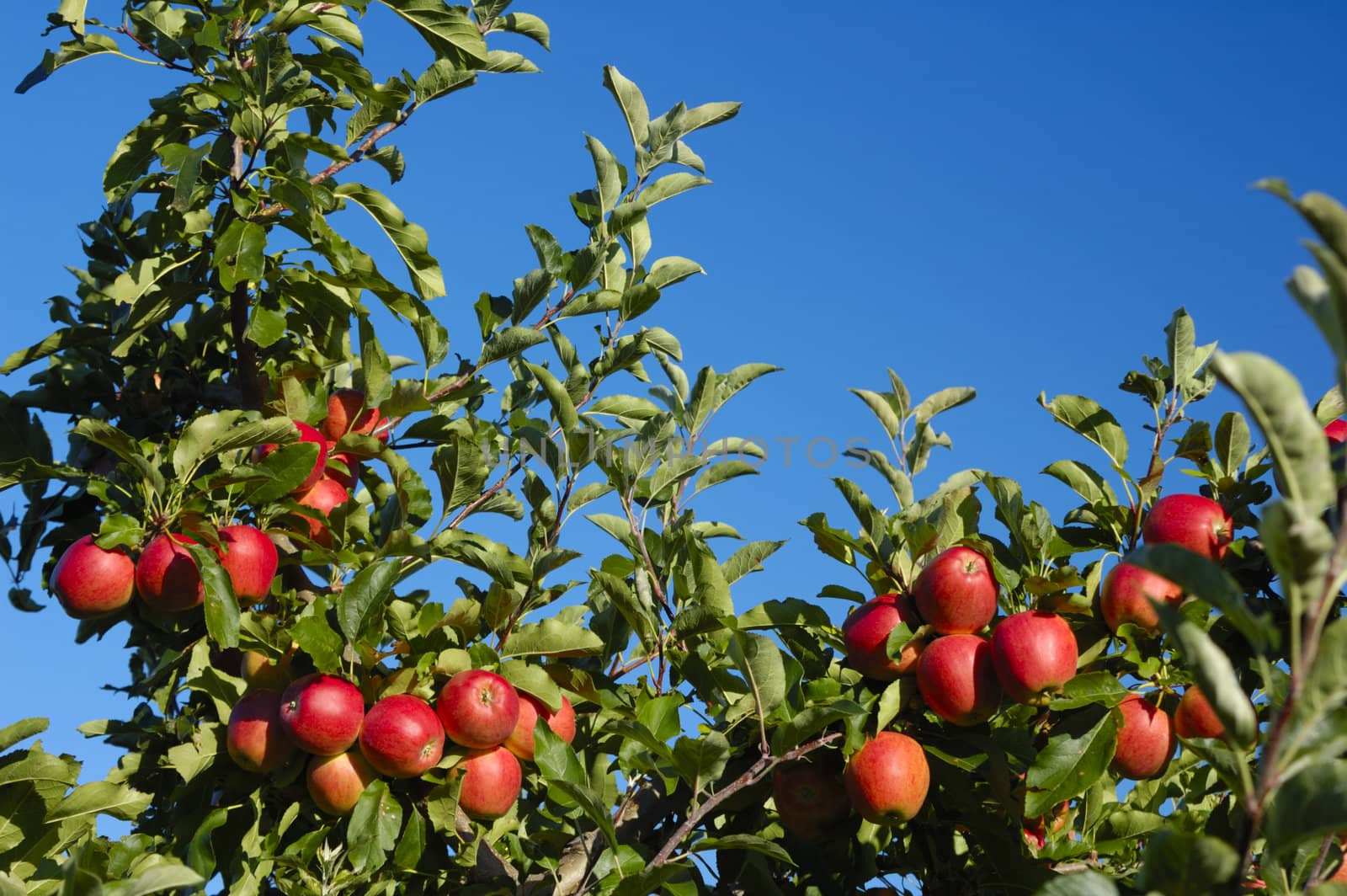 The boughs of an apple tree in late summer, laden down with rich red fruit, set against a clear blue sky. Space for text in the sky.