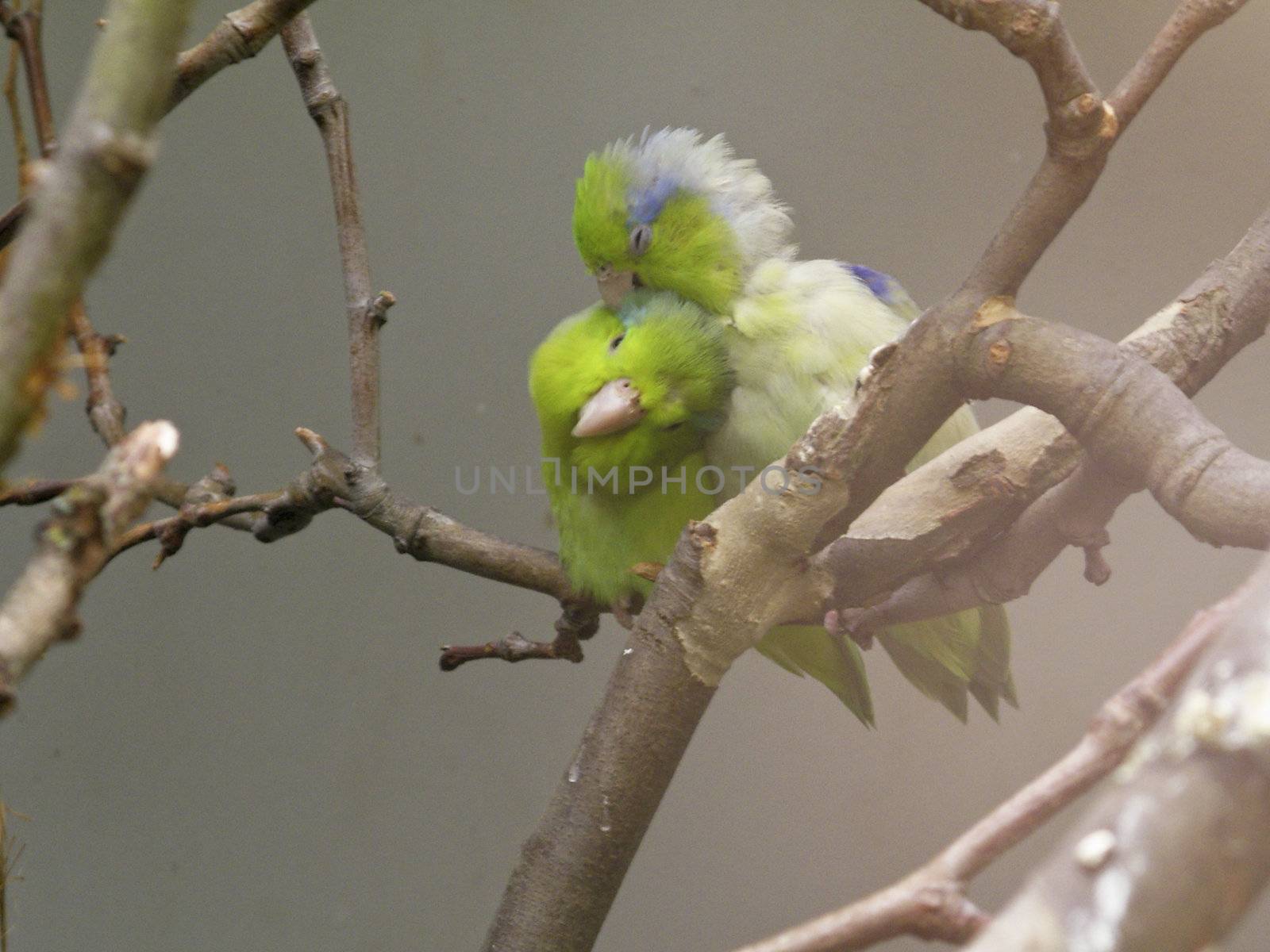 two Birds cuddling each other on a branch