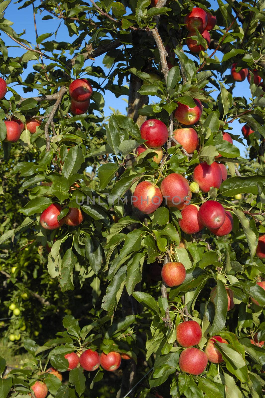 The boughs of an apple tree in late summer, laden down with rich red fruit, with a clear blue sky in the background.