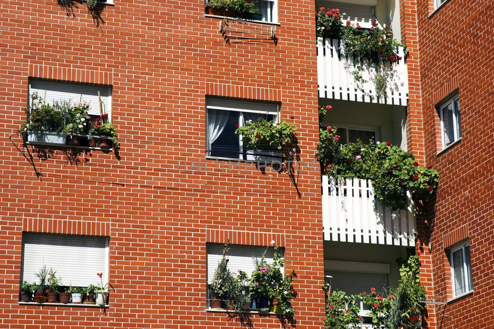 Apartment block with geraniums