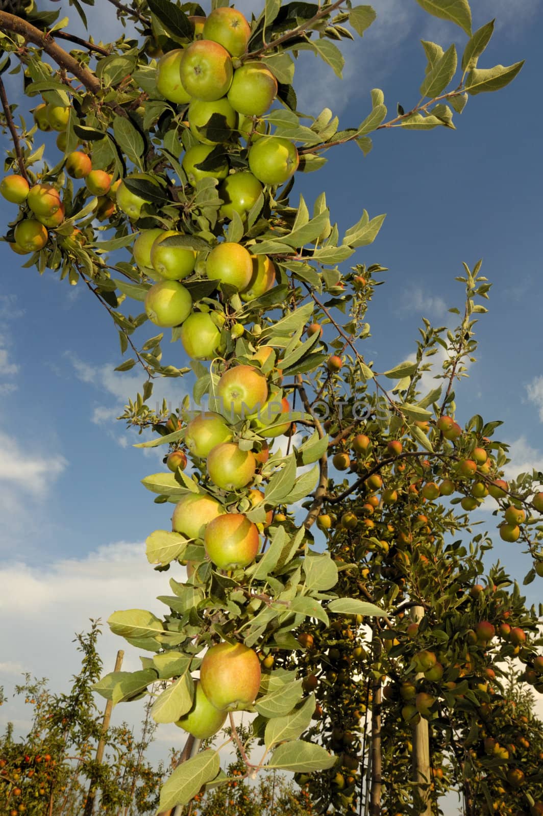 The boughs of an apple tree in late summer, weighed down with ripening fruit, set against a blue sky. More heavily-laden trees in the background.