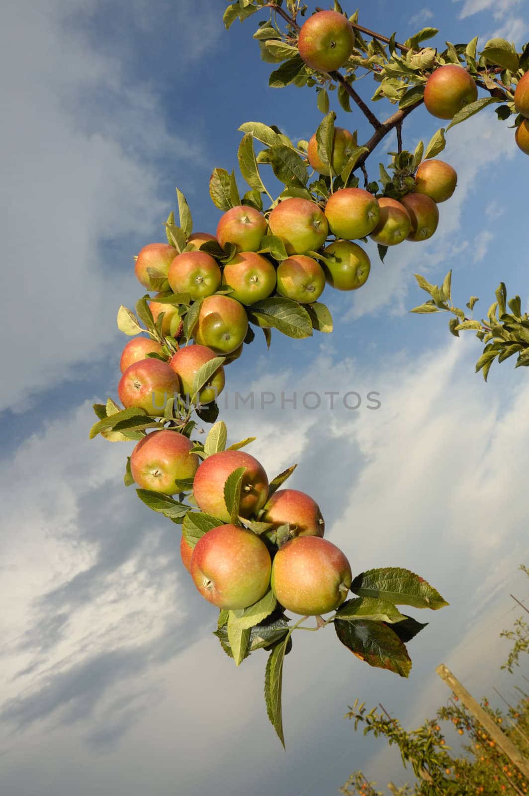 Apples on the bough by Bateleur