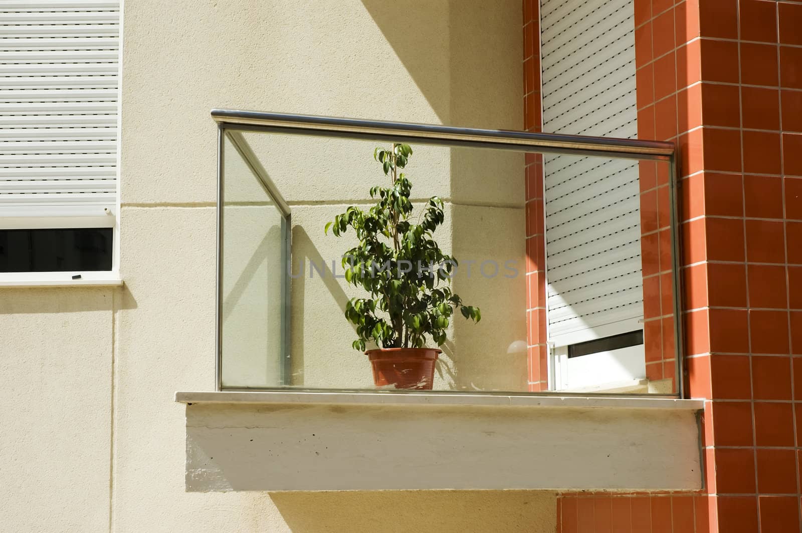 Solitary plant in a balcony