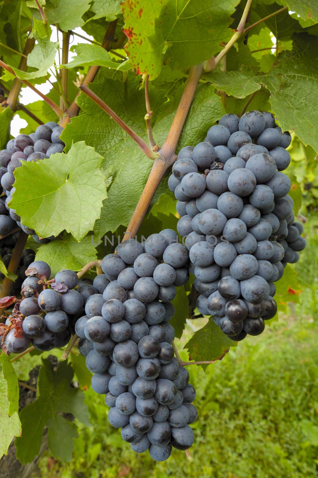 Bunches of black grapes ripening on a vine in Switzerland. More vines can be seen, out of focus, in the background.