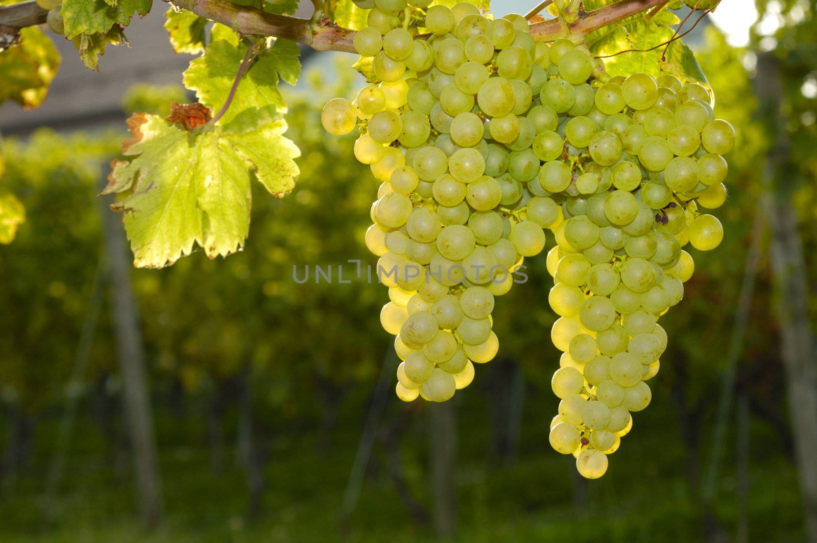 Bunches of white grapes ripening on a vine in Switzerland. Taken contre-jour. More vines and part of the vineyard owner's house can be seen, out of focus, in the background.