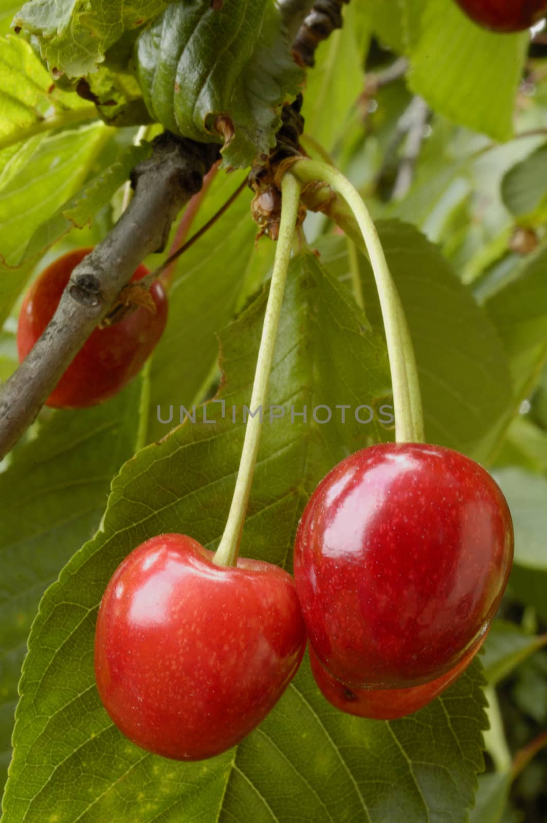 A bunch of cherries, ripening on the tree. 
