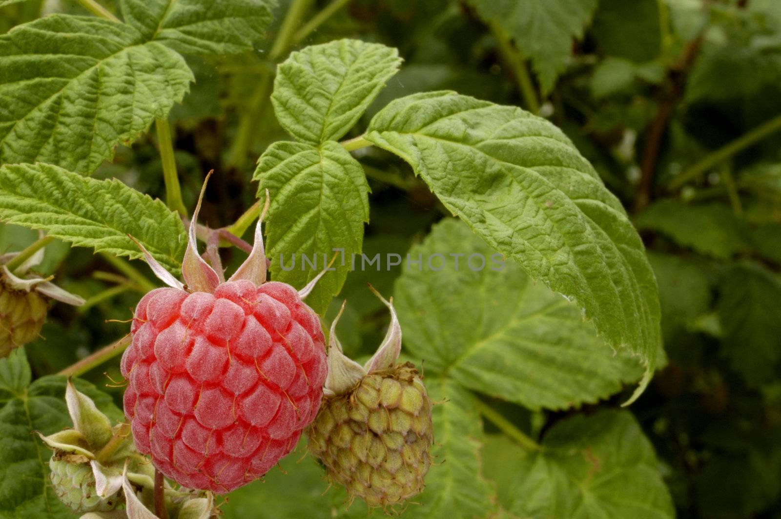 Raspberries ripening in the garden in summer