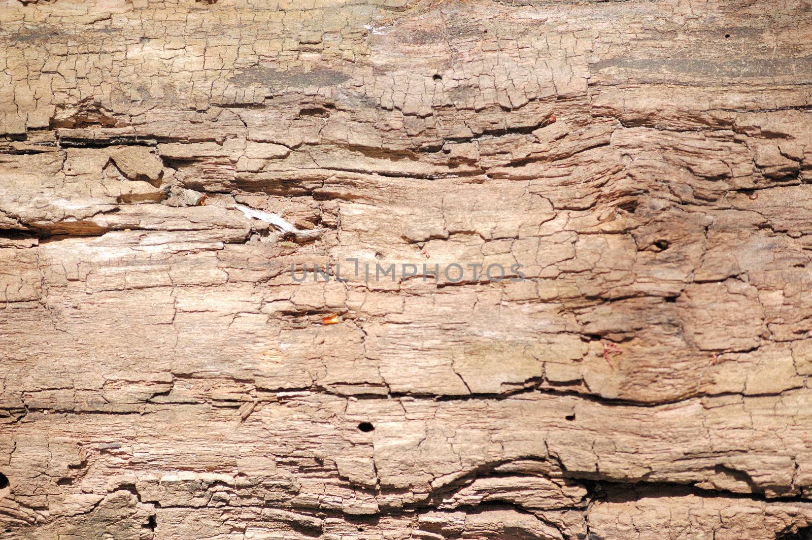 A tree bark background or textured copy space.
